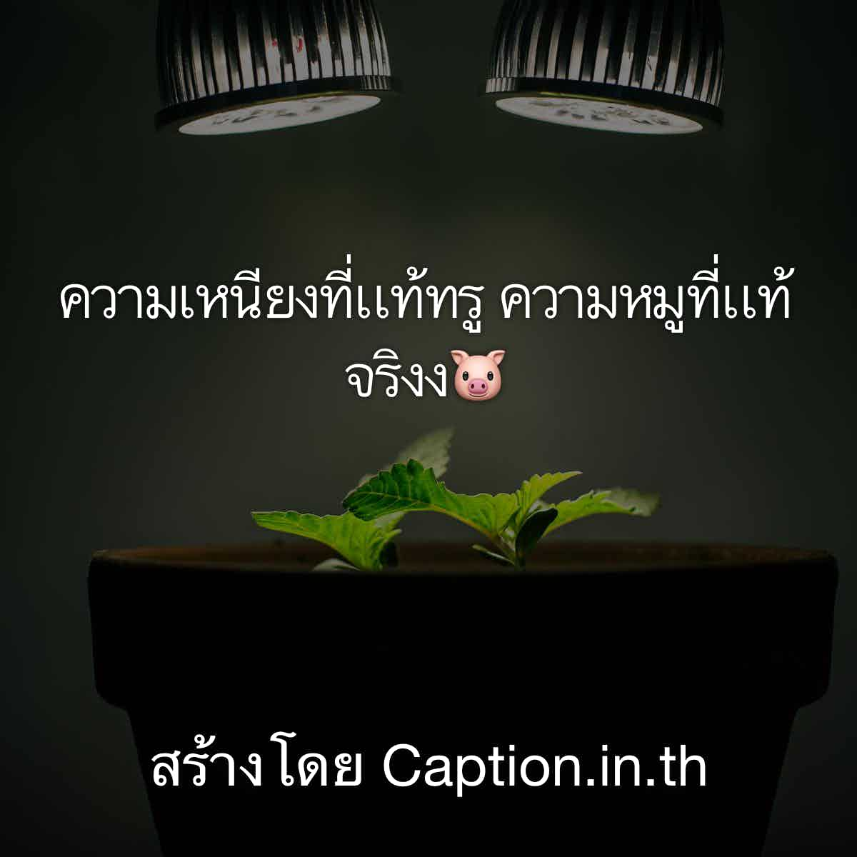 เเคปชั่น